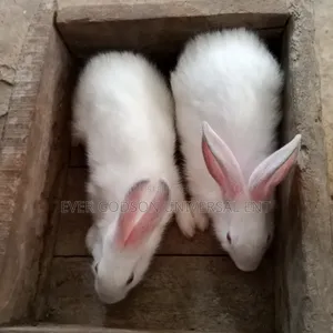 Rabbit Weaners for Sale
