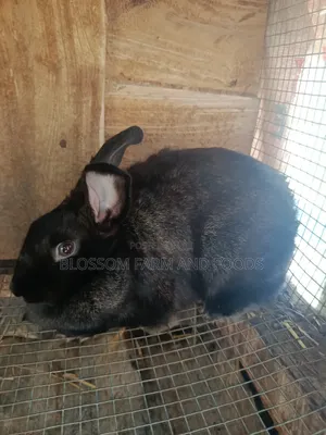 Matured Doe(Rabbit)
