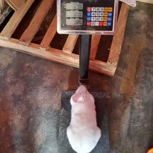 Quality Mature Rabbit for Sale