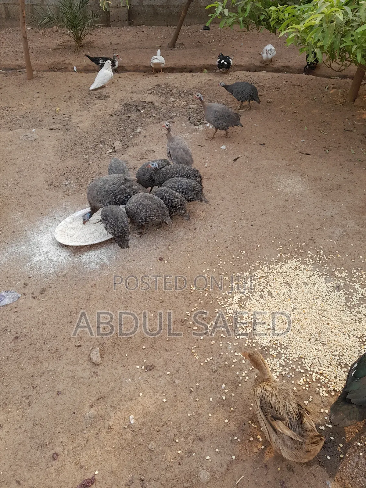 Guinea Fowl