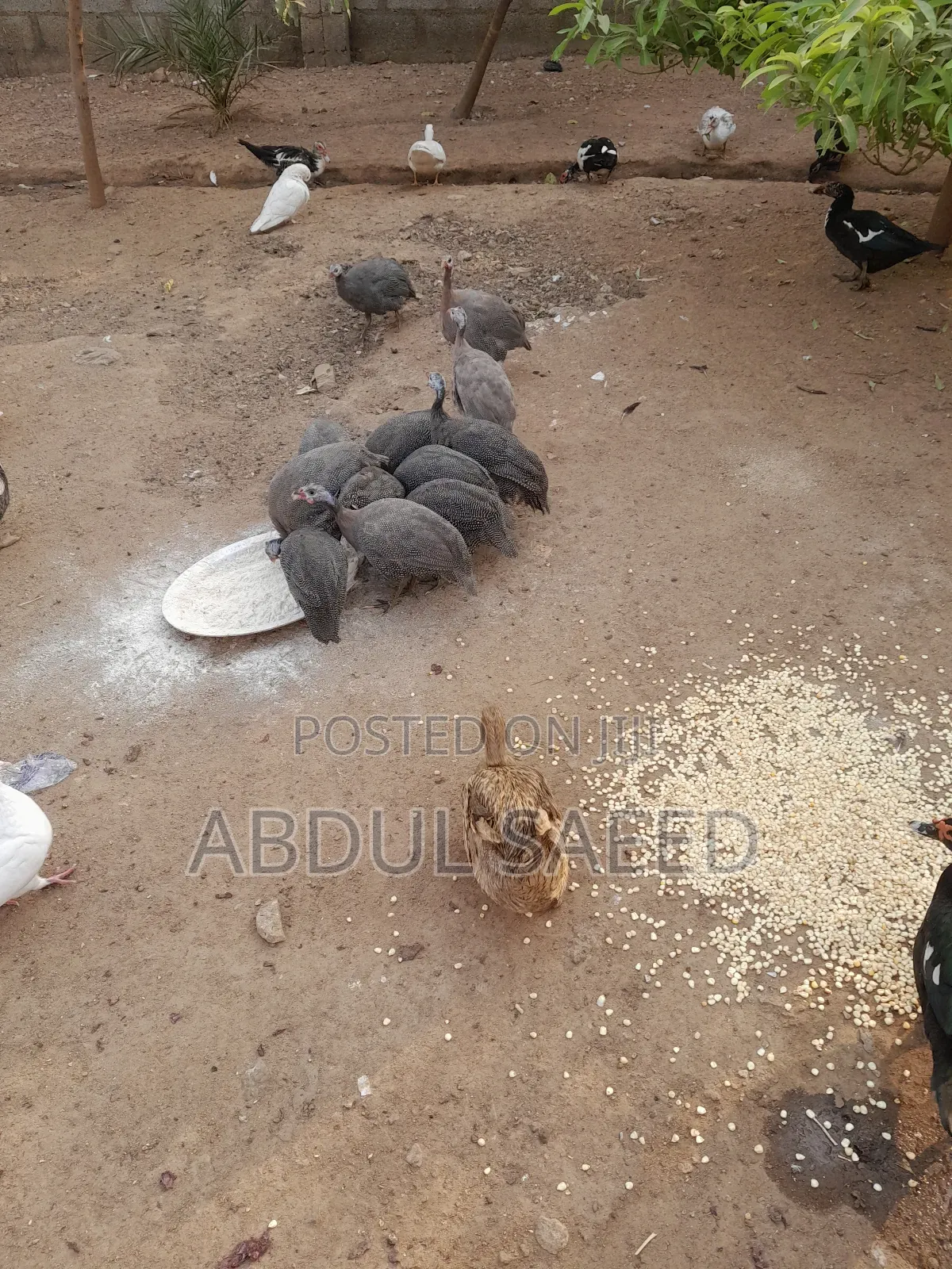 Guinea Fowl