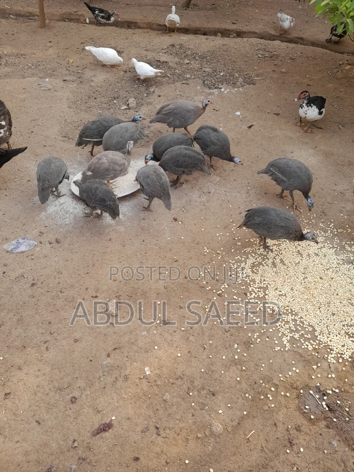 Guinea Fowl