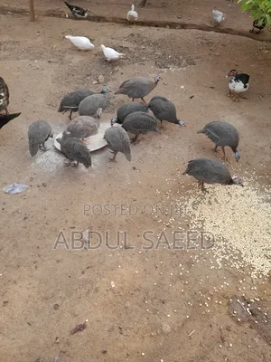 Guinea Fowl