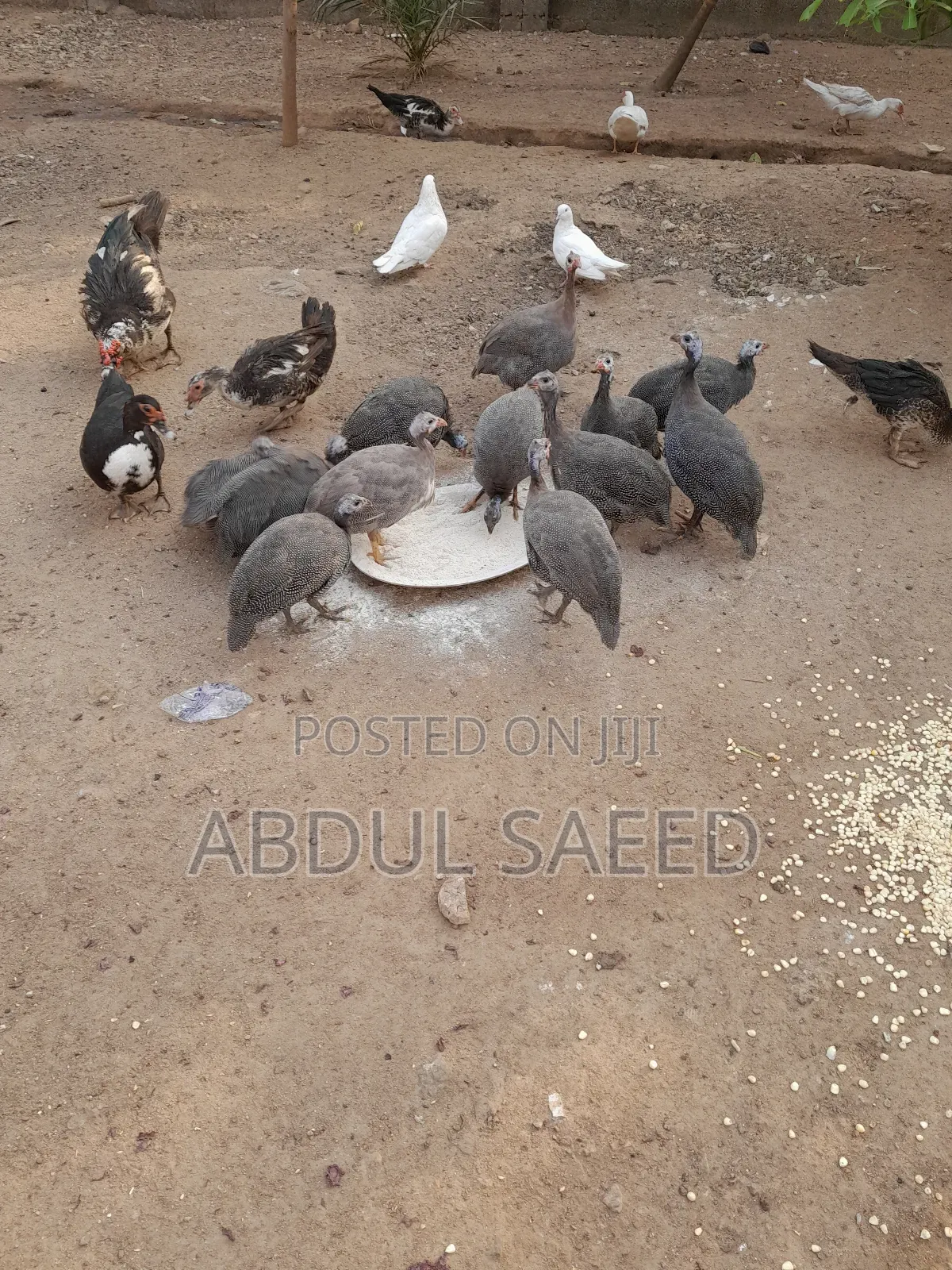 Guinea Fowl