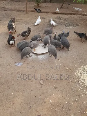 Guinea Fowl