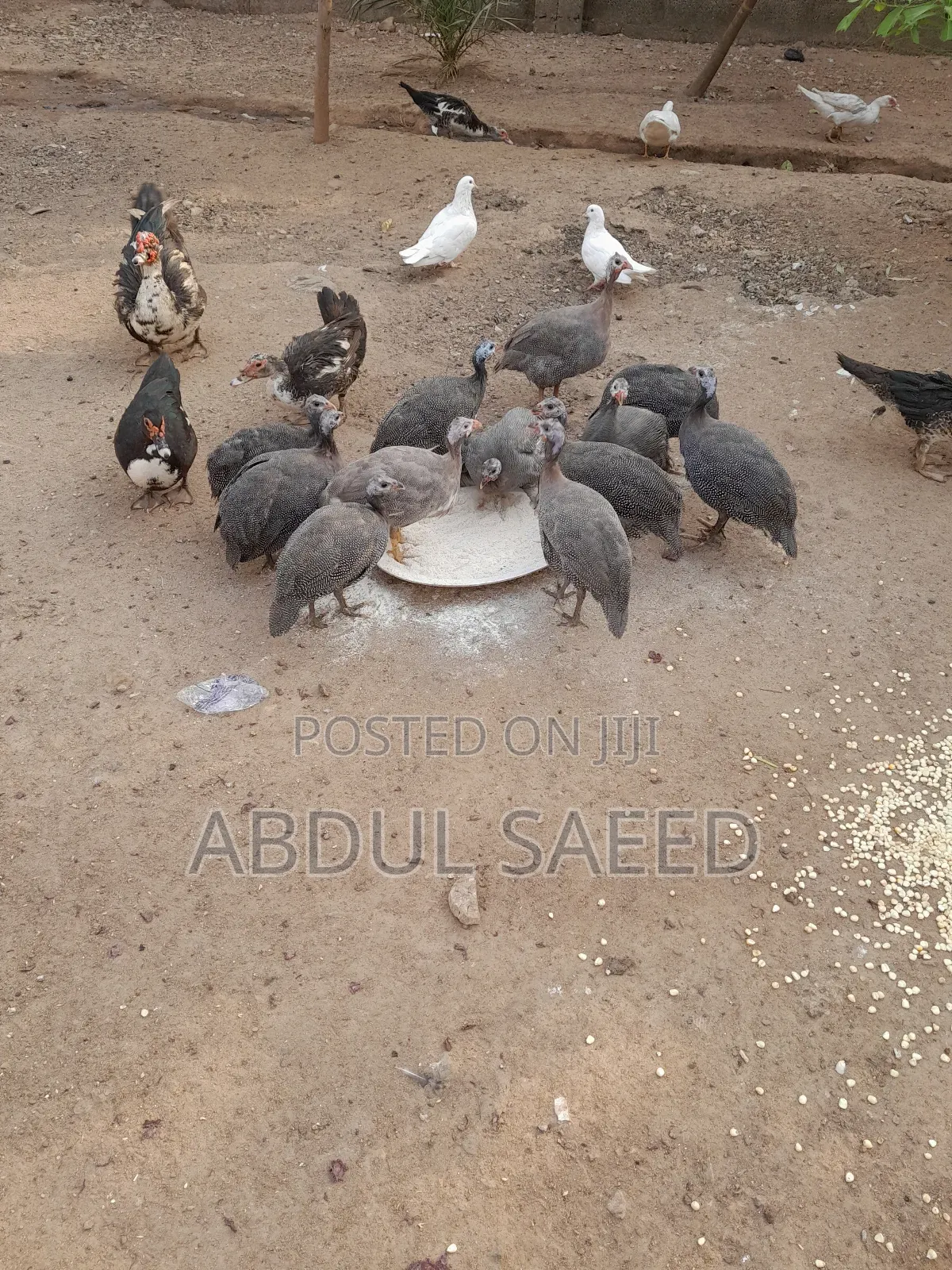 Guinea Fowl