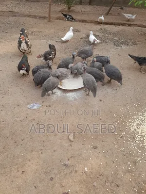 Guinea Fowl