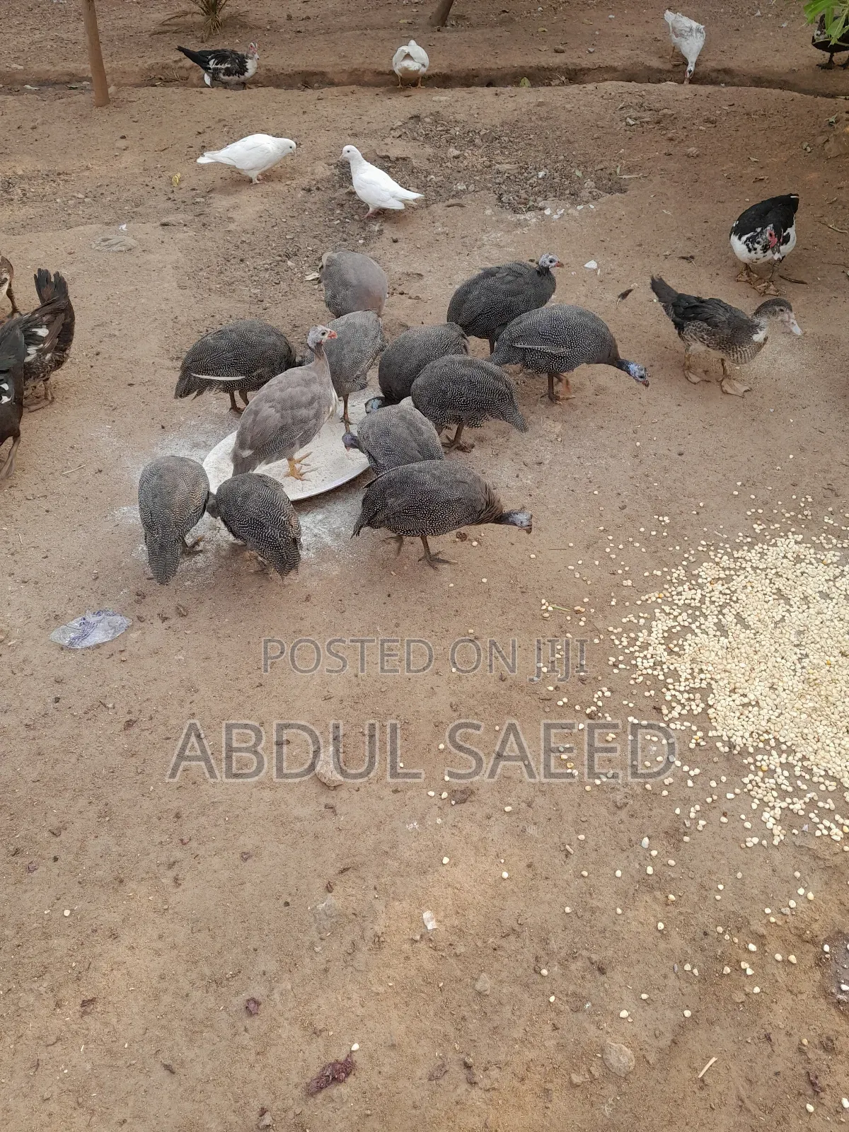 Guinea Fowl