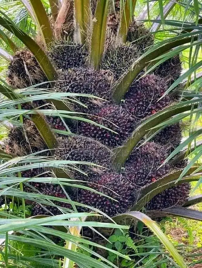 Supergene Oil Palm Hybrid