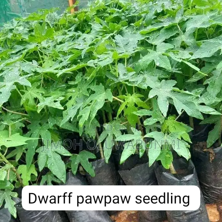 Dwarf Pawpaw Seedling