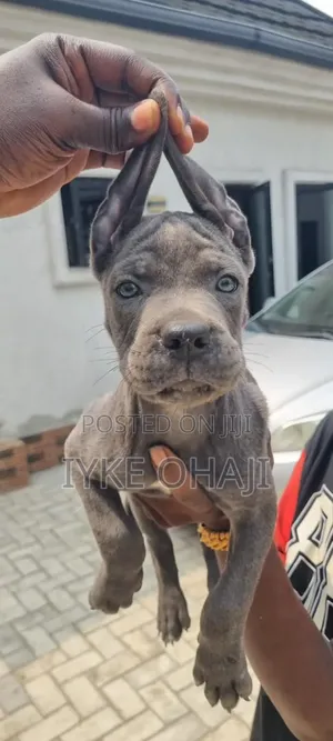 1-3 months Female Purebred Cane Corso