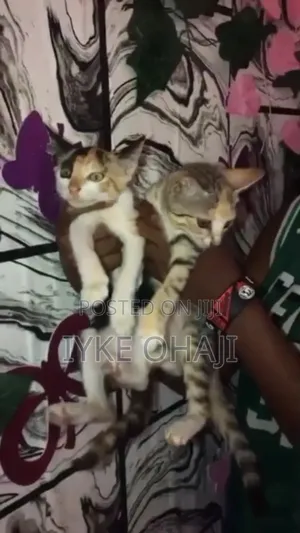 1-3 months Male Purebred American Shorthair