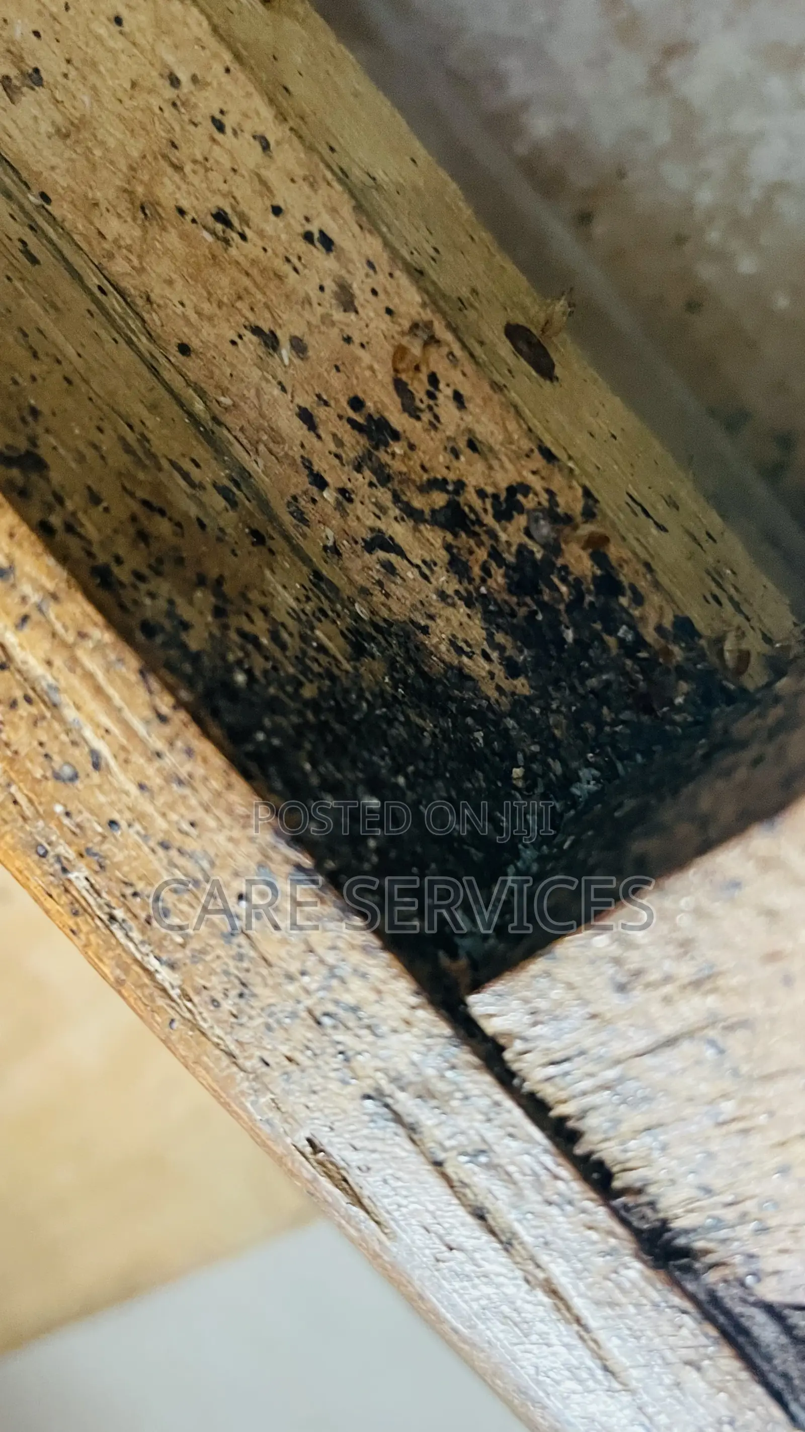 Fumigation for Bedbugs Other Household Pests