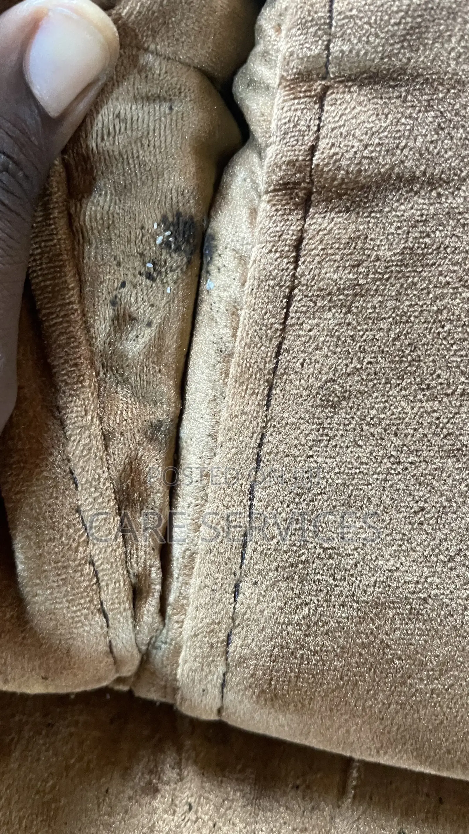 Fumigation for Bedbugs Other Household Pests