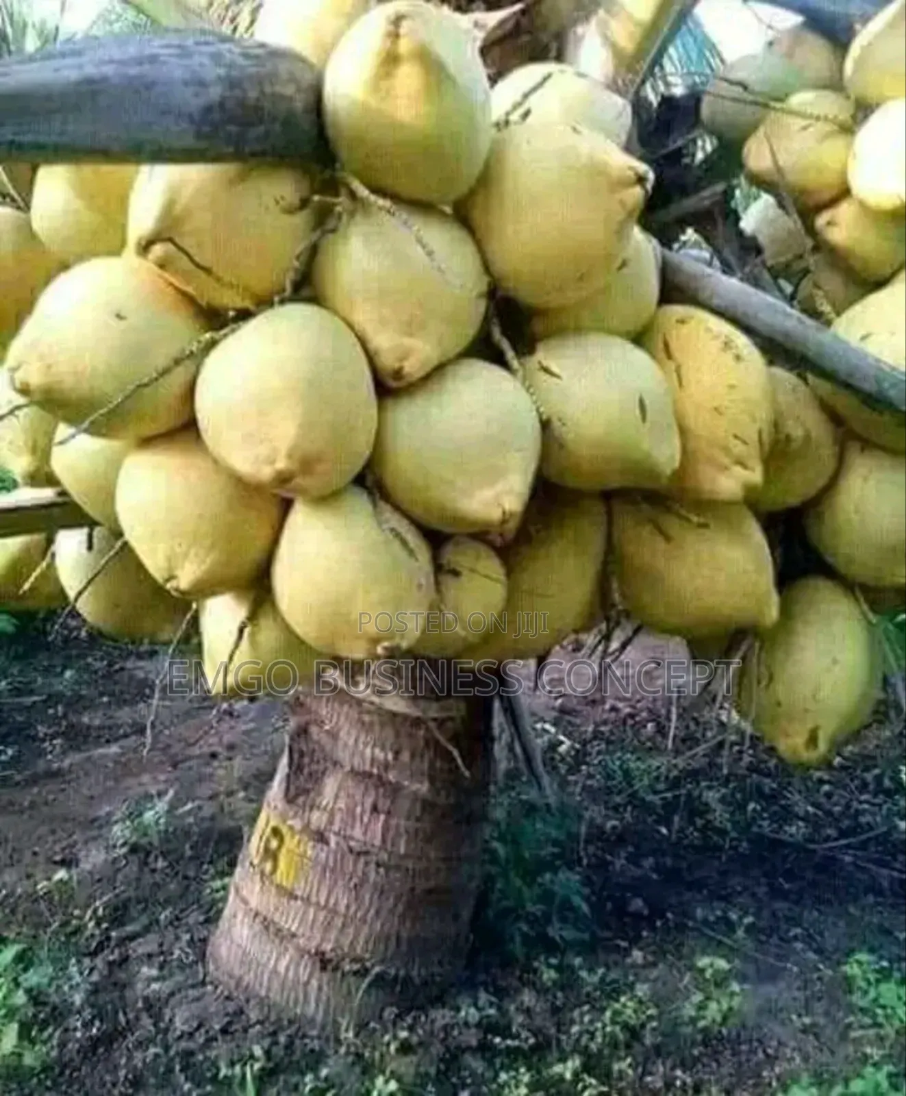 Dwarf Hybrid Coconut