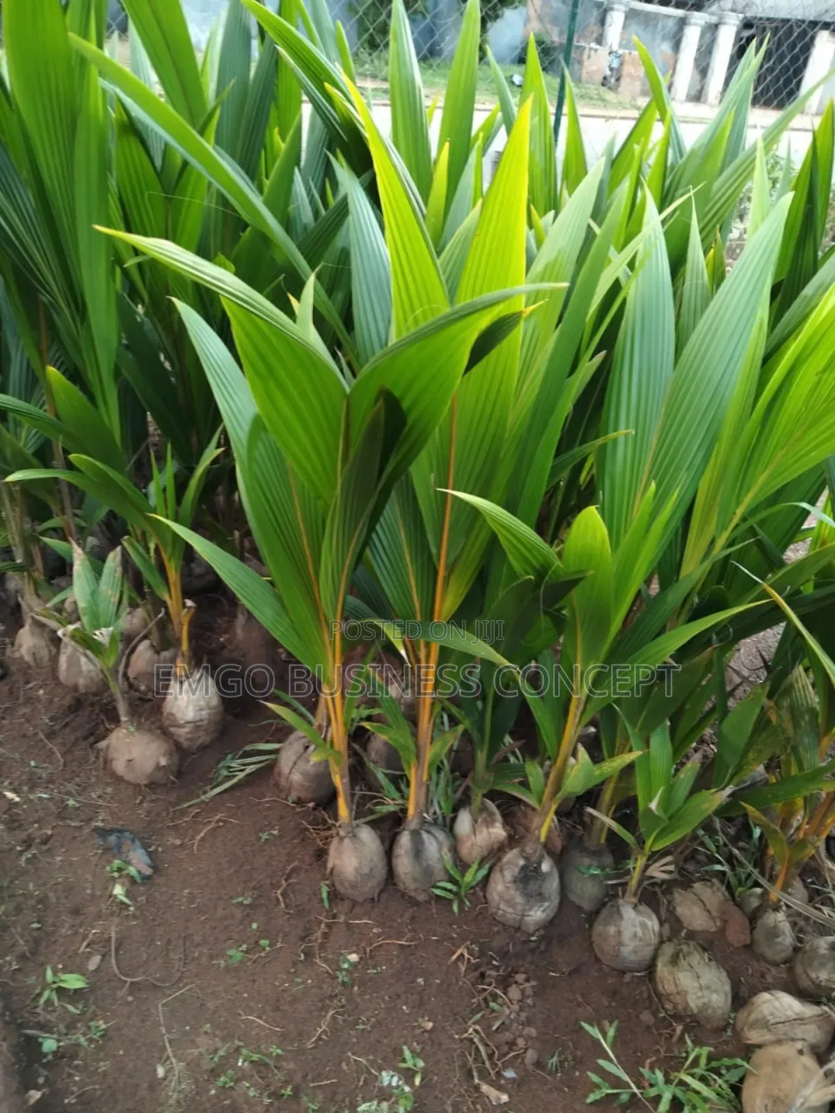 Dwarf Hybrid Coconut