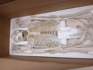 Human Skeleton
