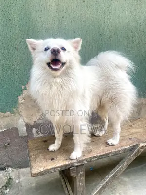 1+ year Male Purebred American Eskimo