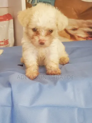 1-3 months Female Purebred Lhasa Apso