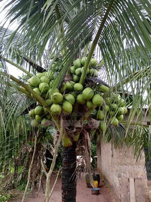 Hybrid Coconut (Dwarf Specie)