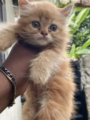 1-3 months Female Purebred Persian