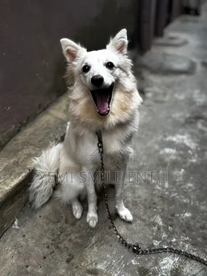 6-12 months Male Purebred American Eskimo