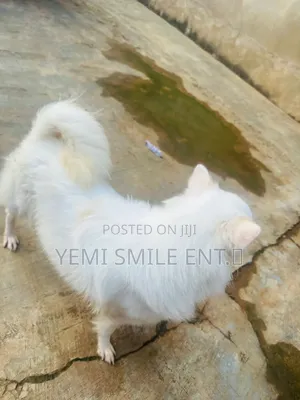 6-12 months Male Purebred American Eskimo