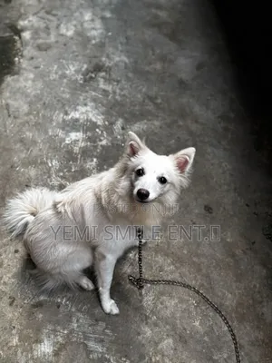 6-12 months Male Purebred American Eskimo