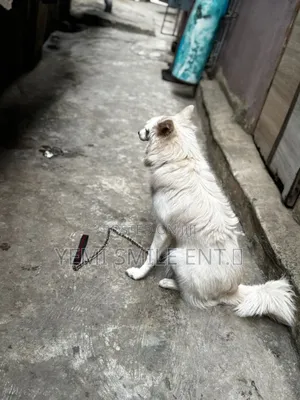 6-12 months Male Purebred American Eskimo