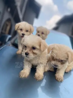 0-1 month Female Purebred Lhasa Apso