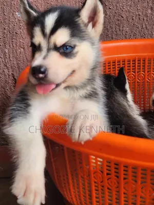 1-3 months Female Purebred Siberian Husky