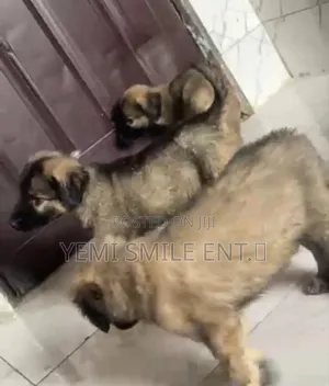 1-3 months Female Purebred Caucasian Shepherd