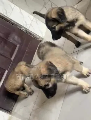 1-3 months Female Purebred Caucasian Shepherd