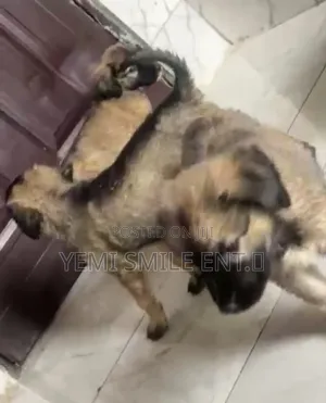 1-3 months Female Purebred Caucasian Shepherd