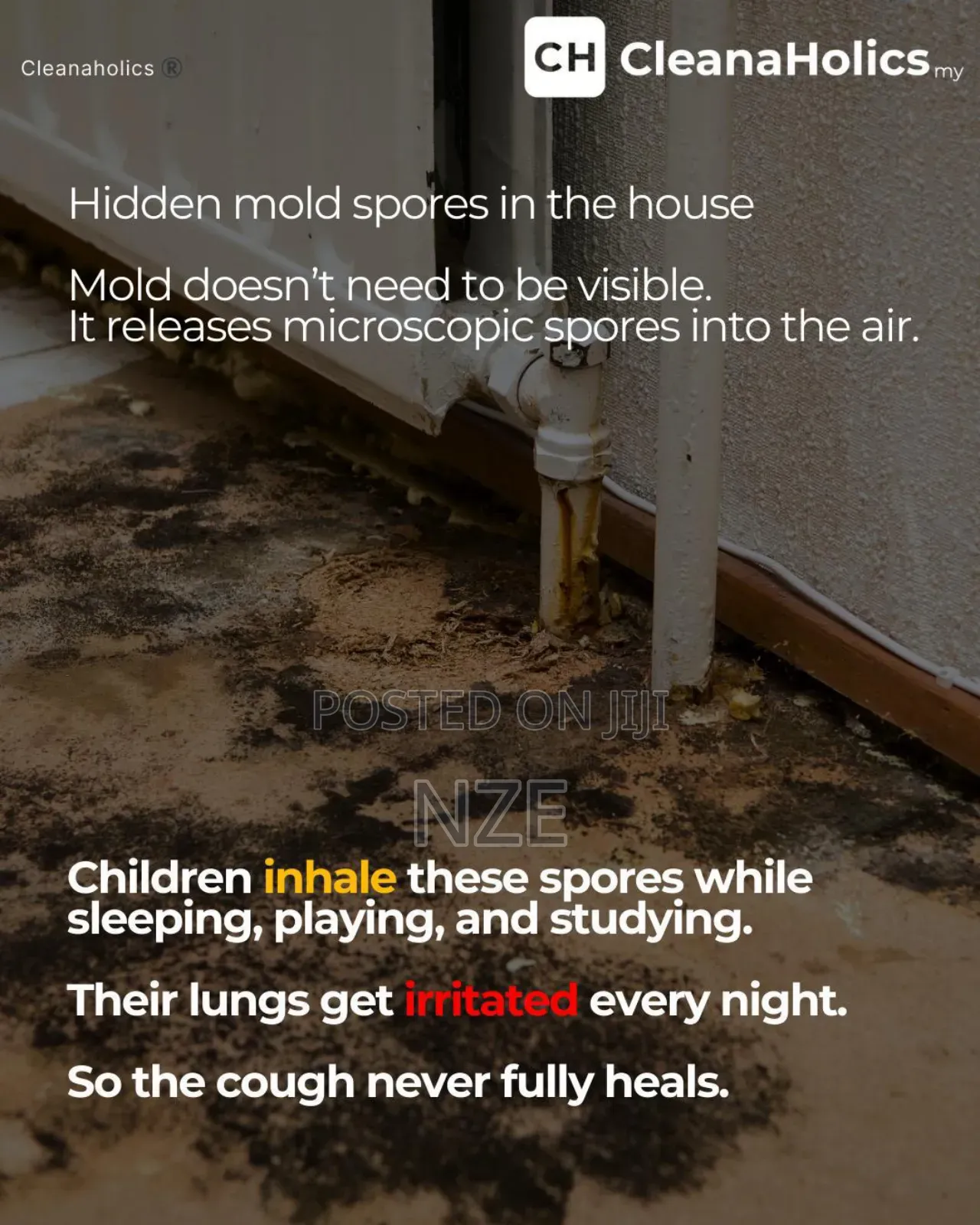 Mold Treatment Specialist