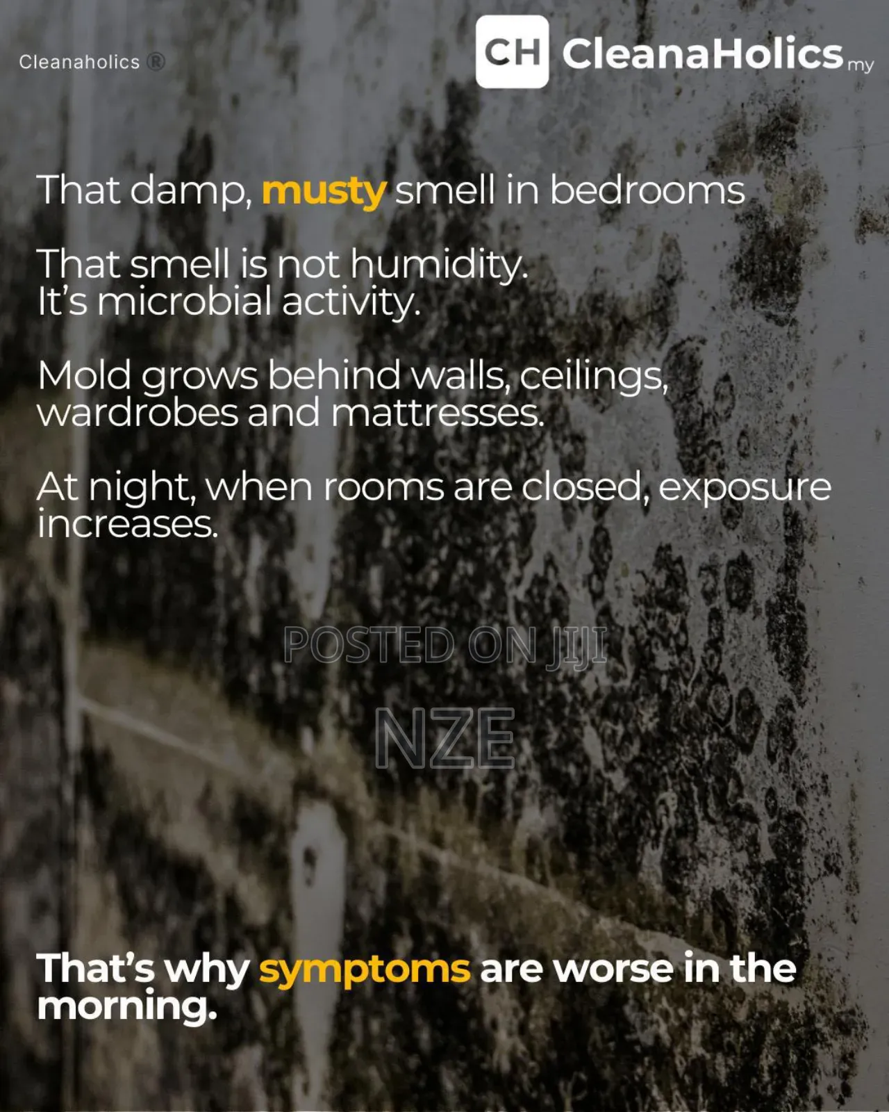 Mold Treatment Specialist