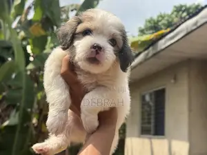 1-3 months Male Purebred Lhasa Apso