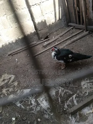 Adult Male Duck Available for Sale