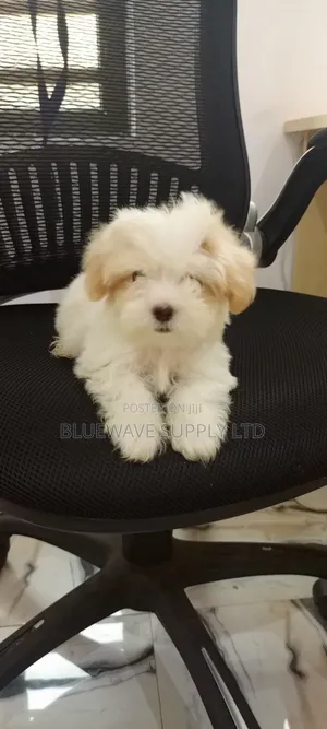 1-3 months Male Purebred Lhasa Apso