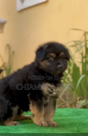 1-3 months Male Purebred German Shepherd