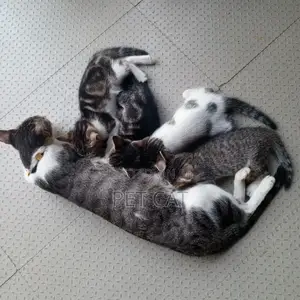 0-1 month Male Purebred Bengal