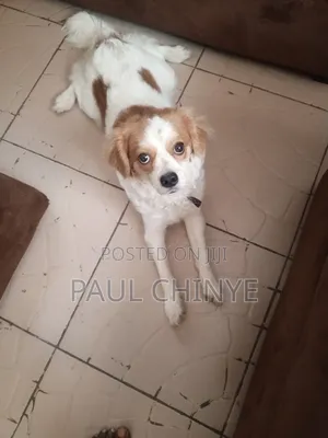 1+ year Male Mixed Breed Cavalier King Charles Spaniel
