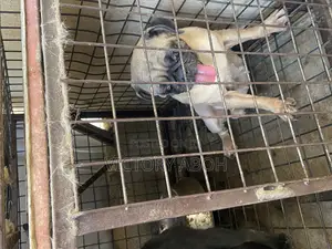 1+ year Female Purebred Pug