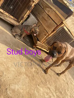 1+ year Male Purebred Boerboel
