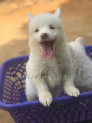 1-3 months Male Purebred American Eskimo