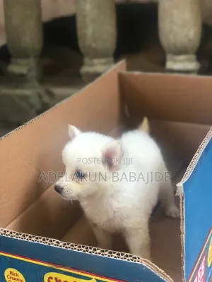 1-3 months Male Purebred American Eskimo