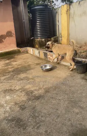 1+ year Male Mixed Breed German Shepherd