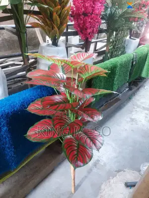 Plant Available as Seen