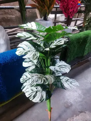 Plant Available as Seen