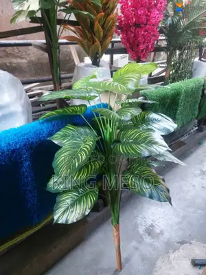 Plant Available as Seen